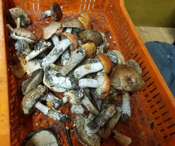 Nakts sēņošana 13.09.2019