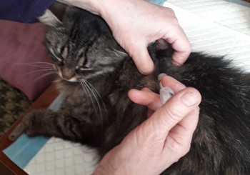 Jaunieši bieži nāk pamīļoties ar mūsu mazajiem draugiem