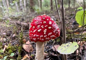 Aizvadīts otrais velobrauciens 