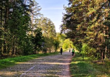 KULTŪRTANDĒMS: Koku un mežu iepazīšana Kalsnavas arborētumā un velobrauciens Jēkabpils novadā
