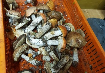 Nakts sēņošana 13.09.2019