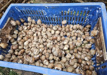 KULTŪRTANDĒMS: Projekta dalībnieki dodas ekskursijā uz Latgali, iepazīstot Preiļus,  Aglonu un Līvānus