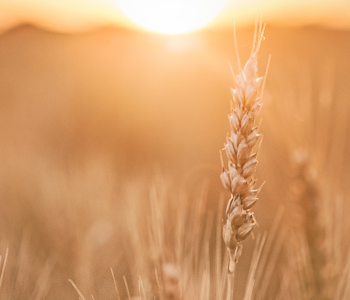 Rīcība R6 “Mantojums. Kultūra, vēsture, mūžizglītība”