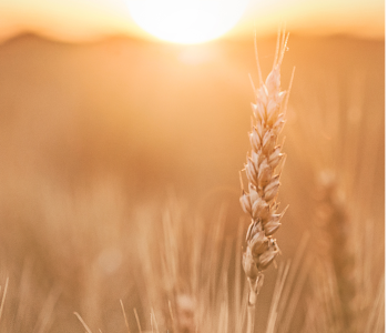 Palīgs projektu sagatavošai rīcībās R5, R6, R7 