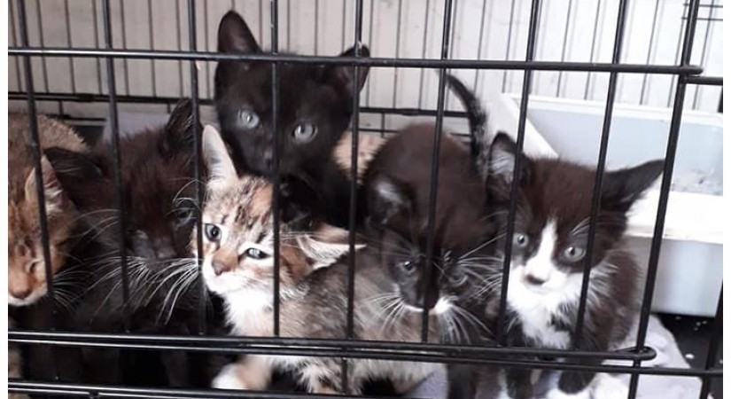 Jēkabpils biedrībai „Par ķepām!” nepieciešami ziedojumi mazo kaķēnu uzturēšanai