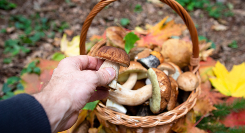 Pļaviņu apvienībā rudens sākas ar sēņošanas priekiem!