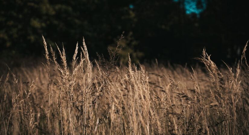 Starptautisks saulgriežu nakts pārgājiens
