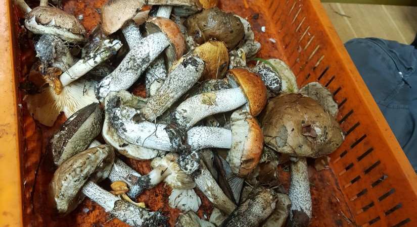 Nakts sēņošanas sacensības