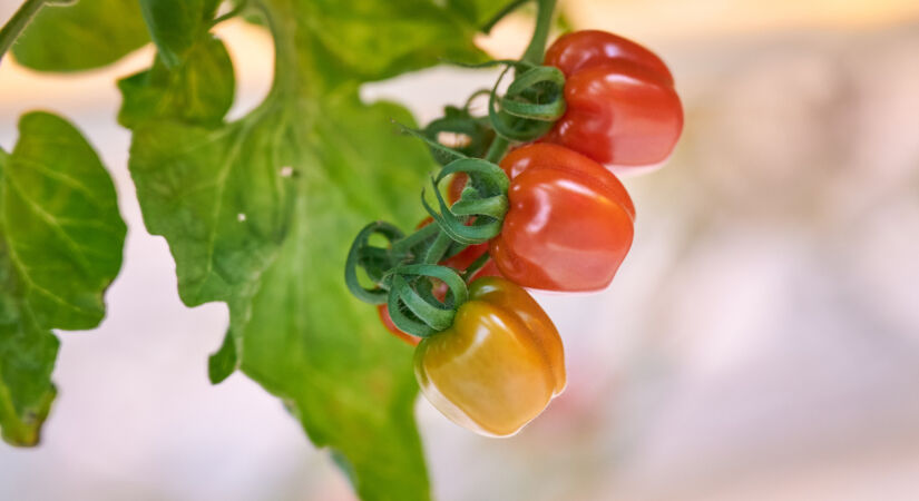 Mazajai uzņēmējdarbībai laukos paplašināts atbalsta pretendentu loks un vienkāršoti nosacījumi atbalsta saņemšanai