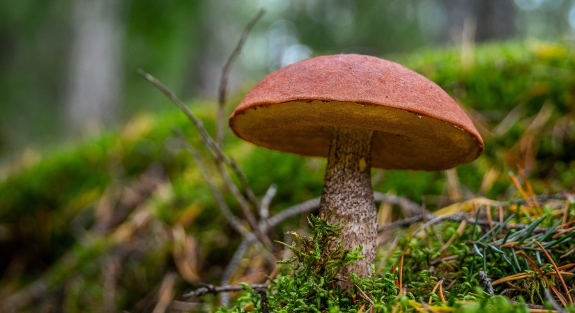 Pļaviņu novada 6. sēņošanas čempionāts