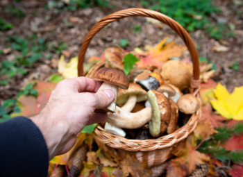 Pļaviņu apvienībā rudens sākas ar sēņošanas priekiem!