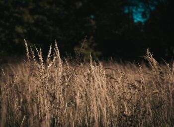 Starptautisks saulgriežu nakts pārgājiens