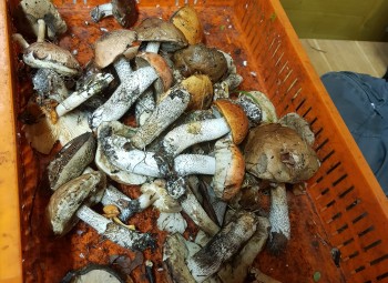 Nakts sēņošanas sacensības