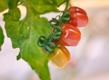 Mazajai uzņēmējdarbībai laukos paplašināts atbalsta pretendentu loks un vienkāršoti nosacījumi atbalsta saņemšanai