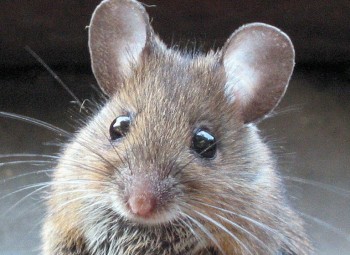 Jēkabpils NVO aktualitātes no 6. līdz 12. janvāris